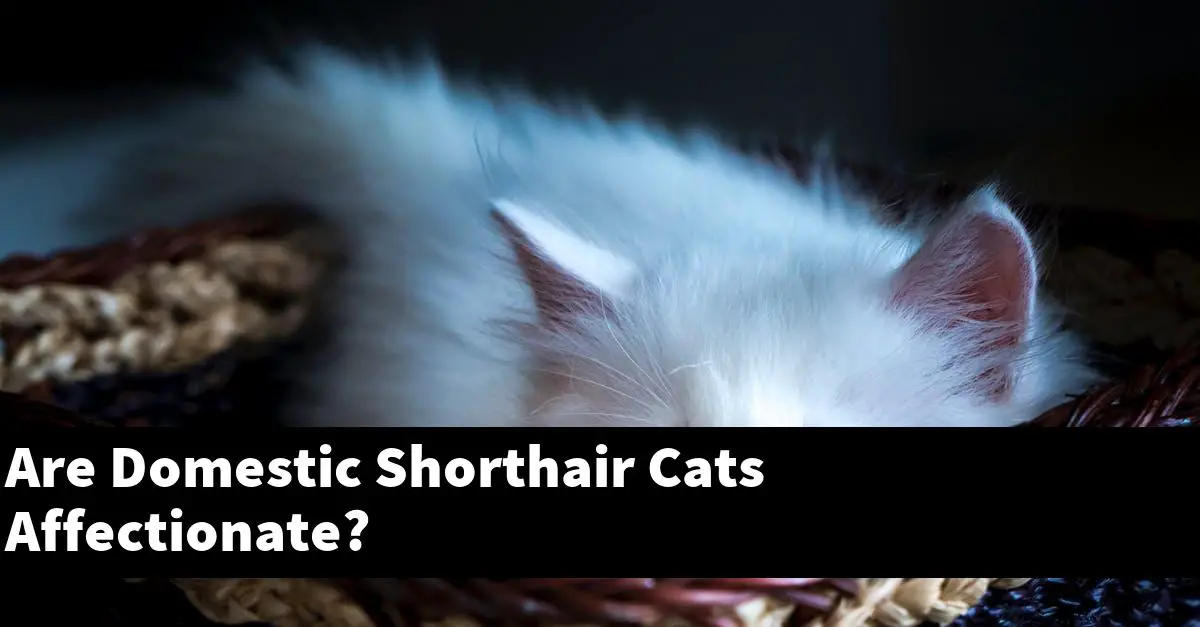 Are Domestic Shorthair Cats Affectionate?