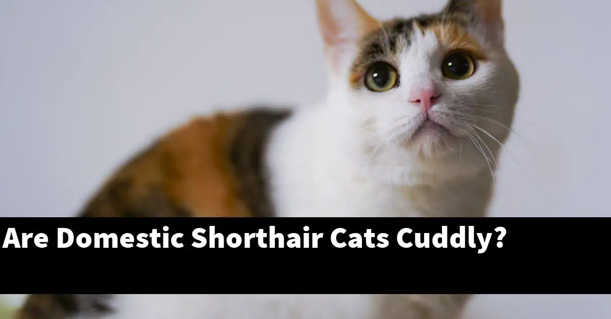 Are Domestic Shorthair Cats Cuddly?