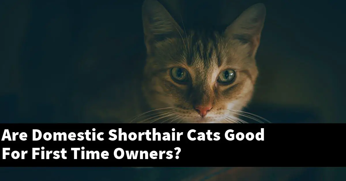 Are Domestic Shorthair Cats Good For First Time Owners?