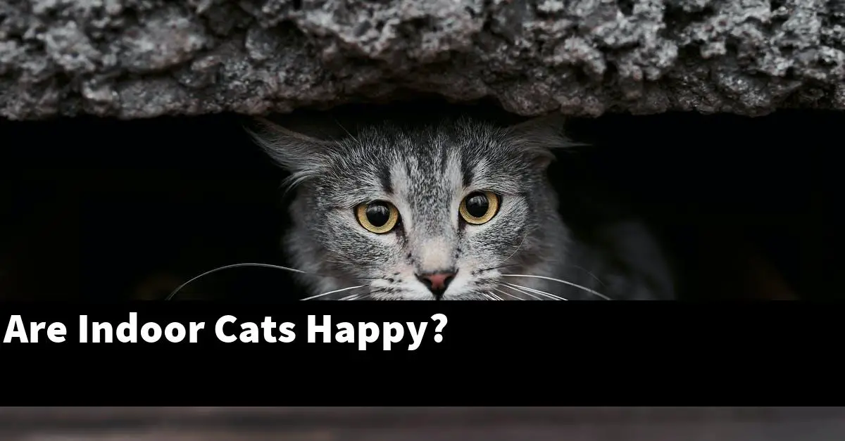 Are Indoor Cats Happy?