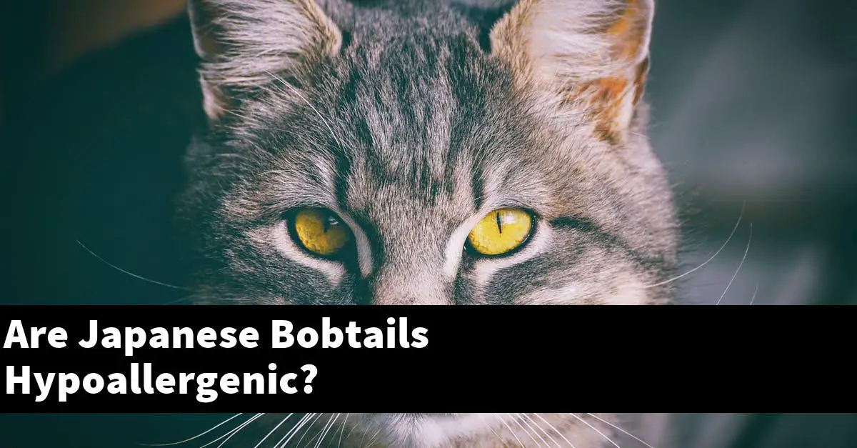 Are Japanese Bobtails Hypoallergenic?