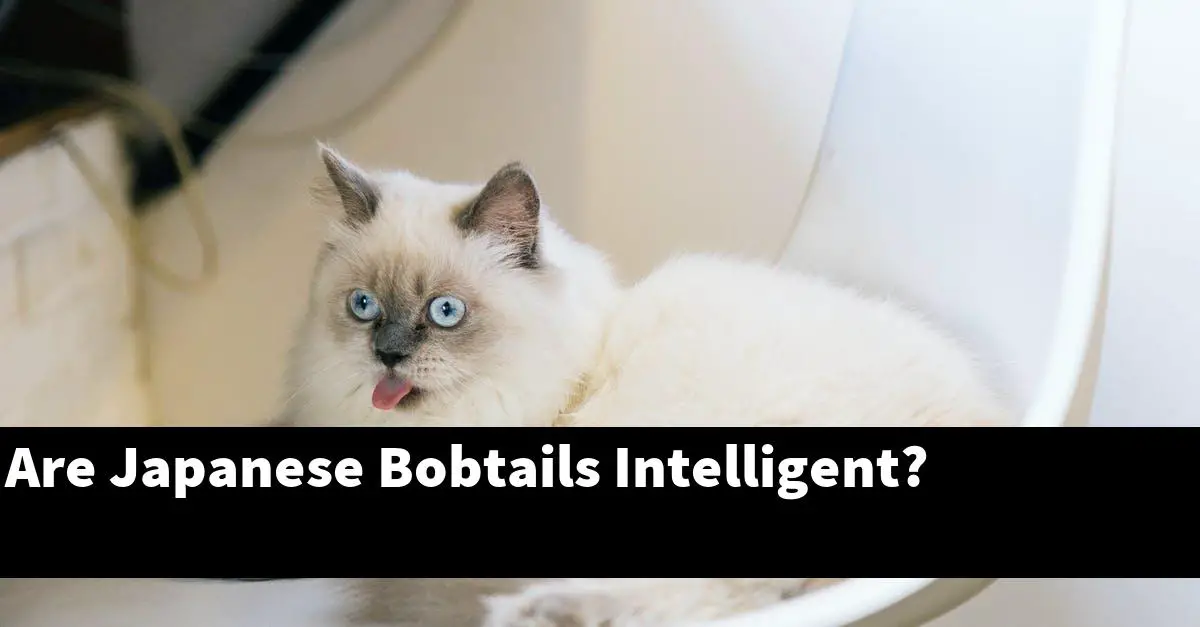 Are Japanese Bobtails Intelligent?