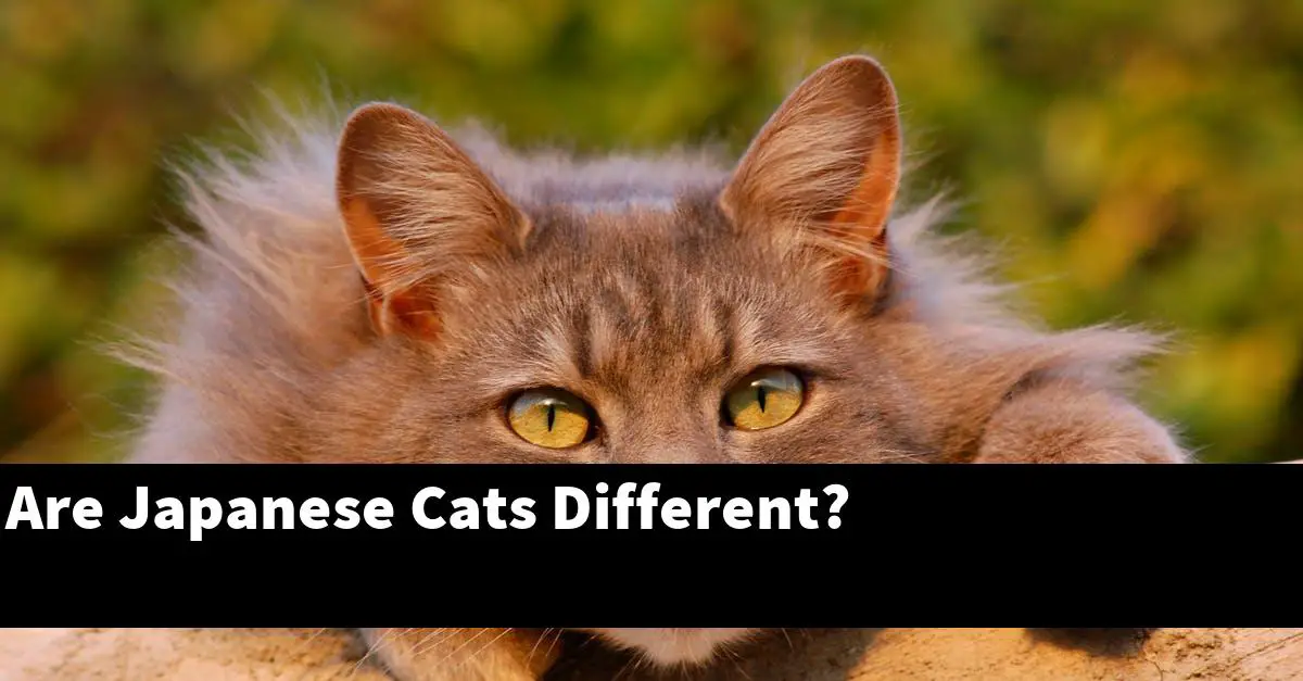 Are Japanese Cats Different?