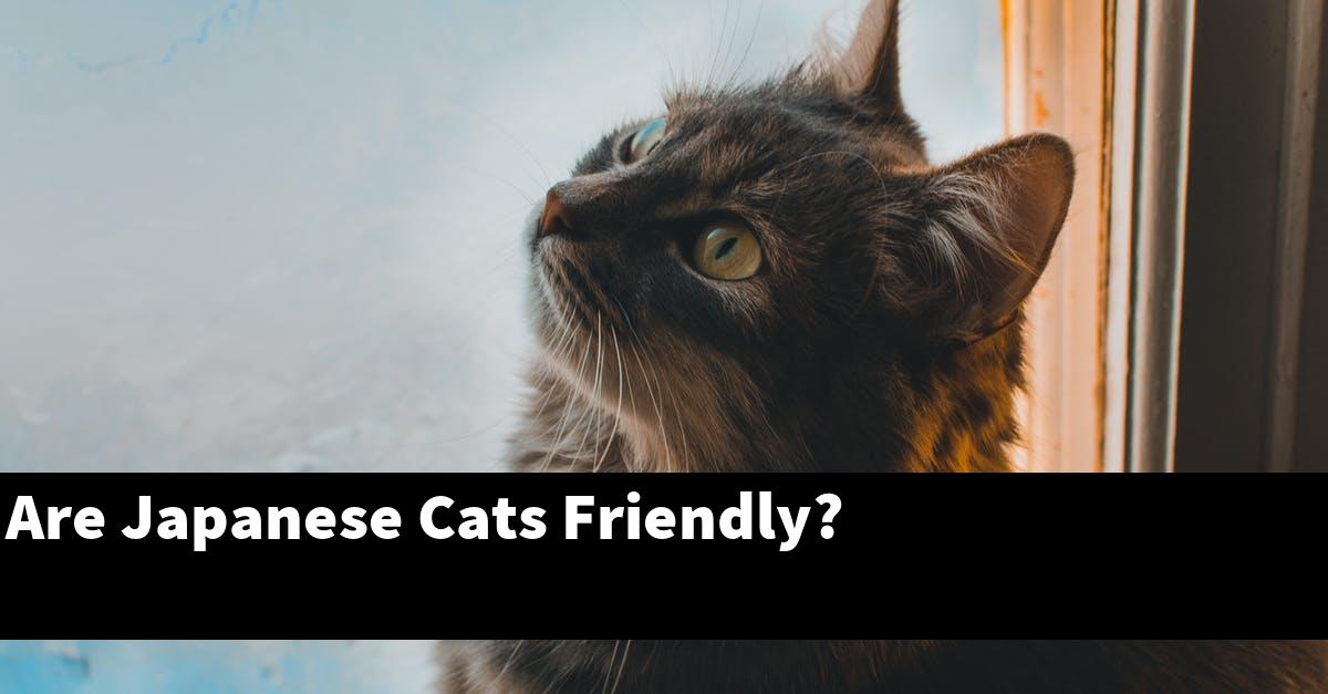 Are Japanese Cats Friendly?