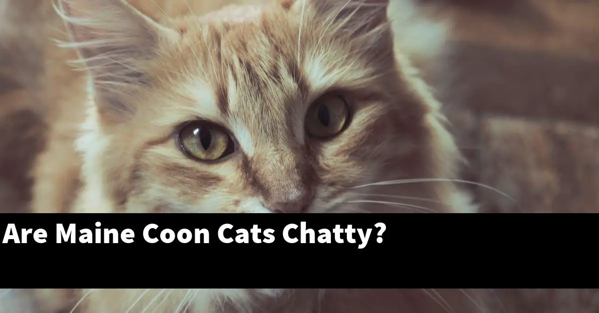 Are Maine Coon Cats Chatty?