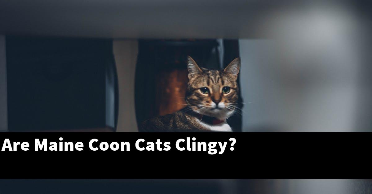 Are Maine Coon Cats Clingy?