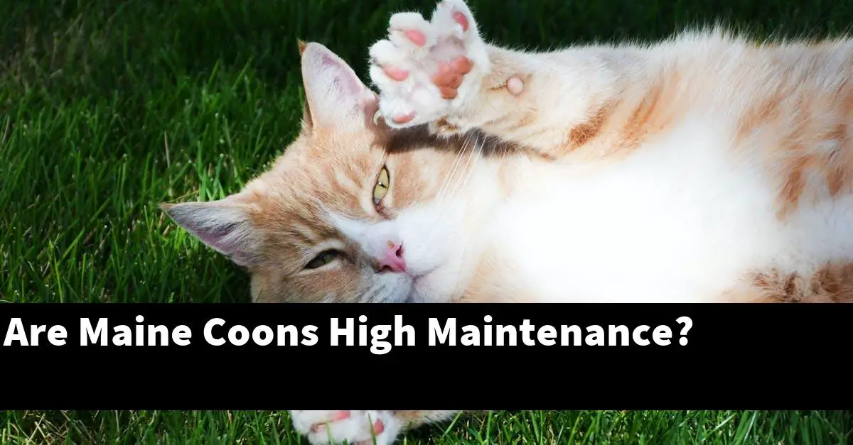 Are Maine Coons High Maintenance?