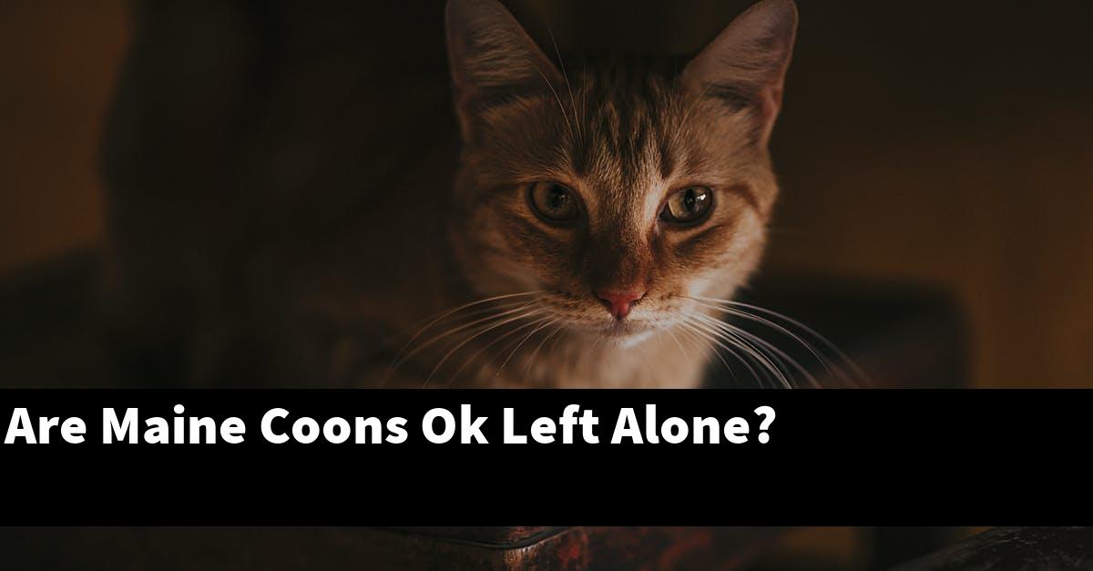Are Maine Coons Ok Left Alone?