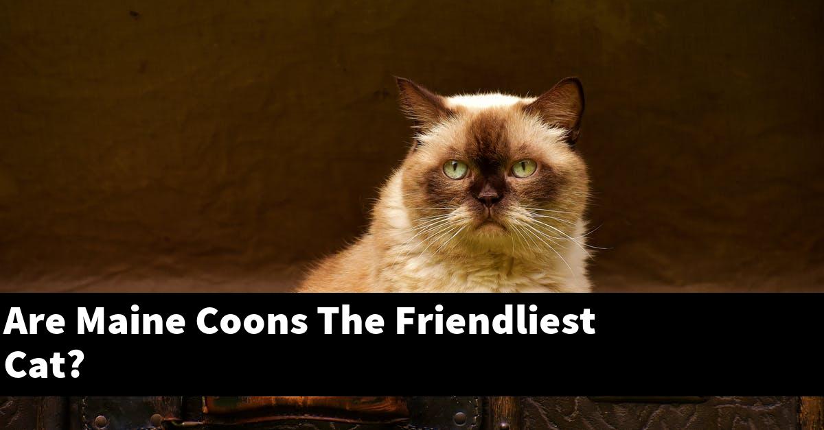 Are Maine Coons The Friendliest Cat?