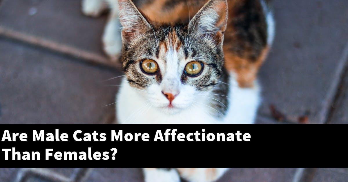 Are Male Cats More Affectionate Than Females?
