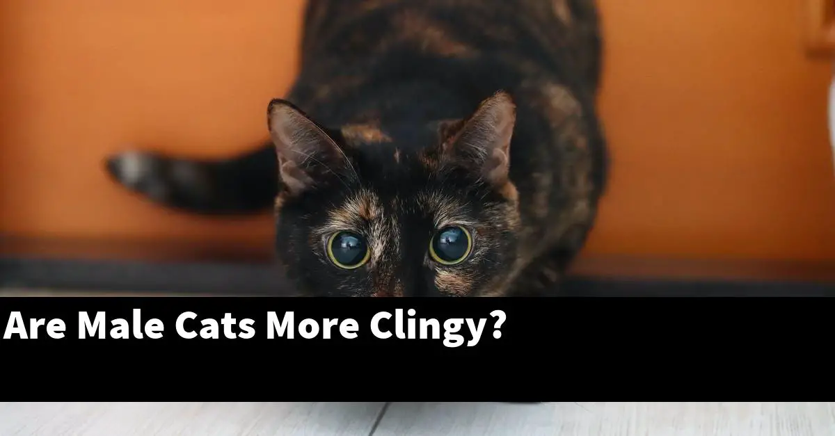 Are Male Cats More Clingy?