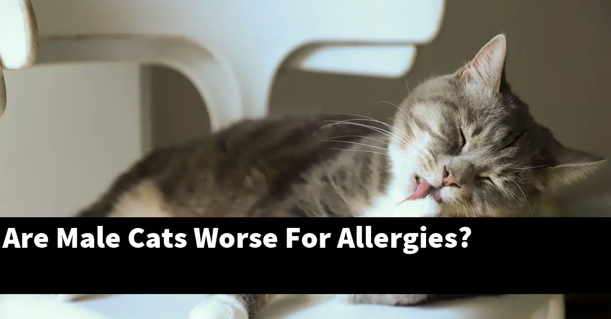 Are Male Cats Worse For Allergies?