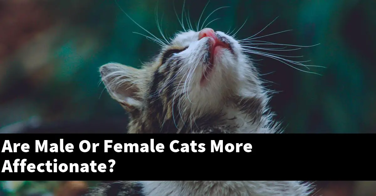 Are Male Or Female Cats More Affectionate Catstopics