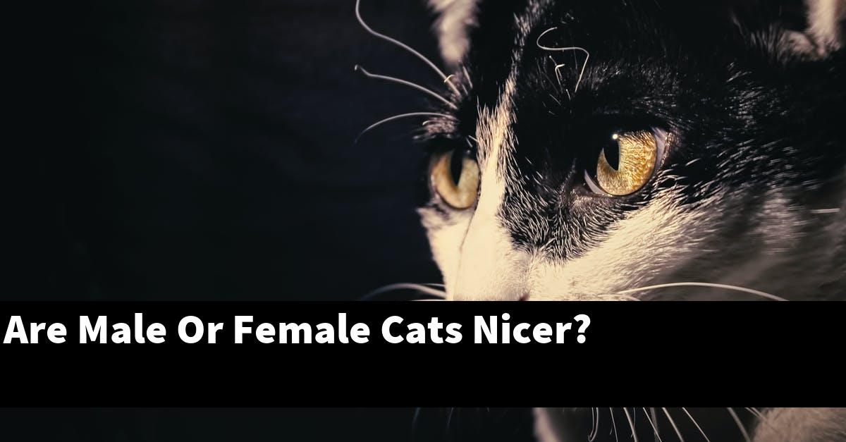 Are Male Or Female Cats Nicer?