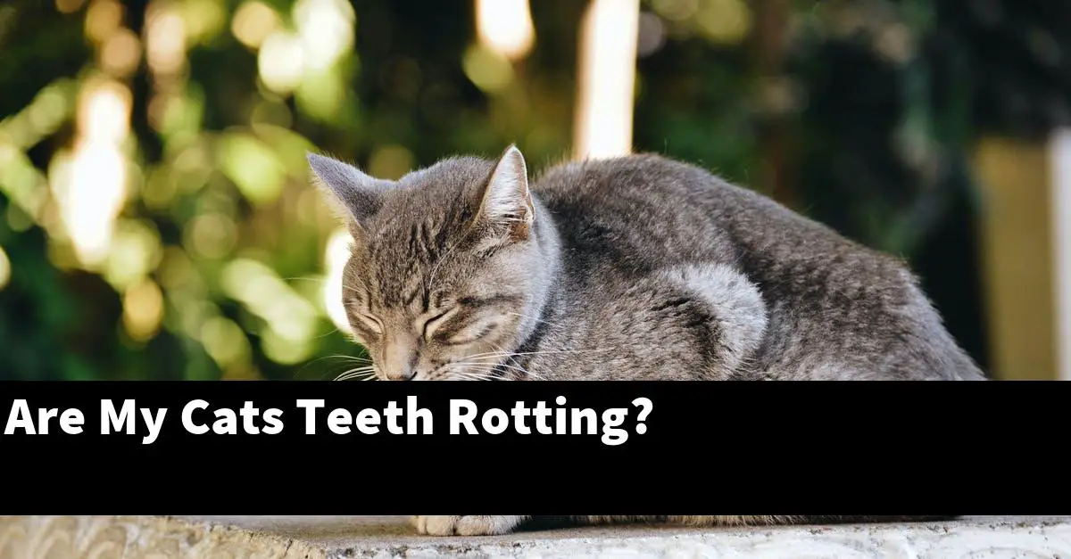 Are My Cats Teeth Rotting?
