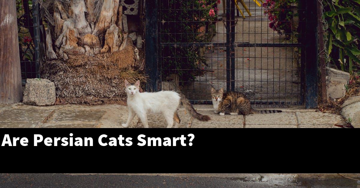 Are Persian Cats Smart?
