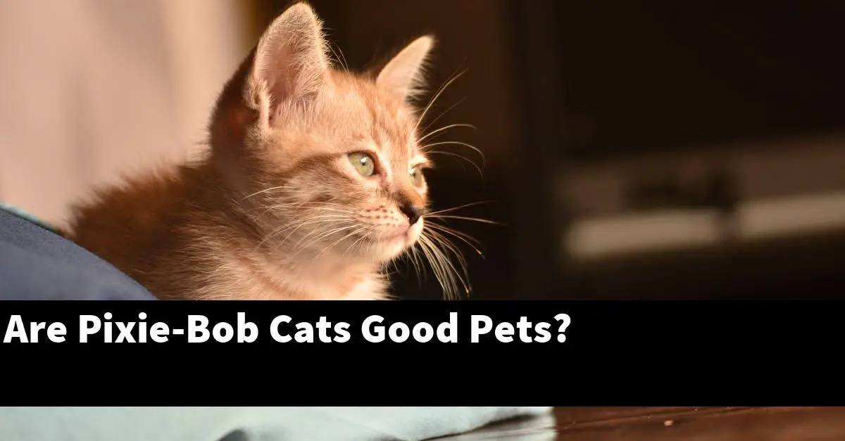 Are Pixie-Bob Cats Good Pets?