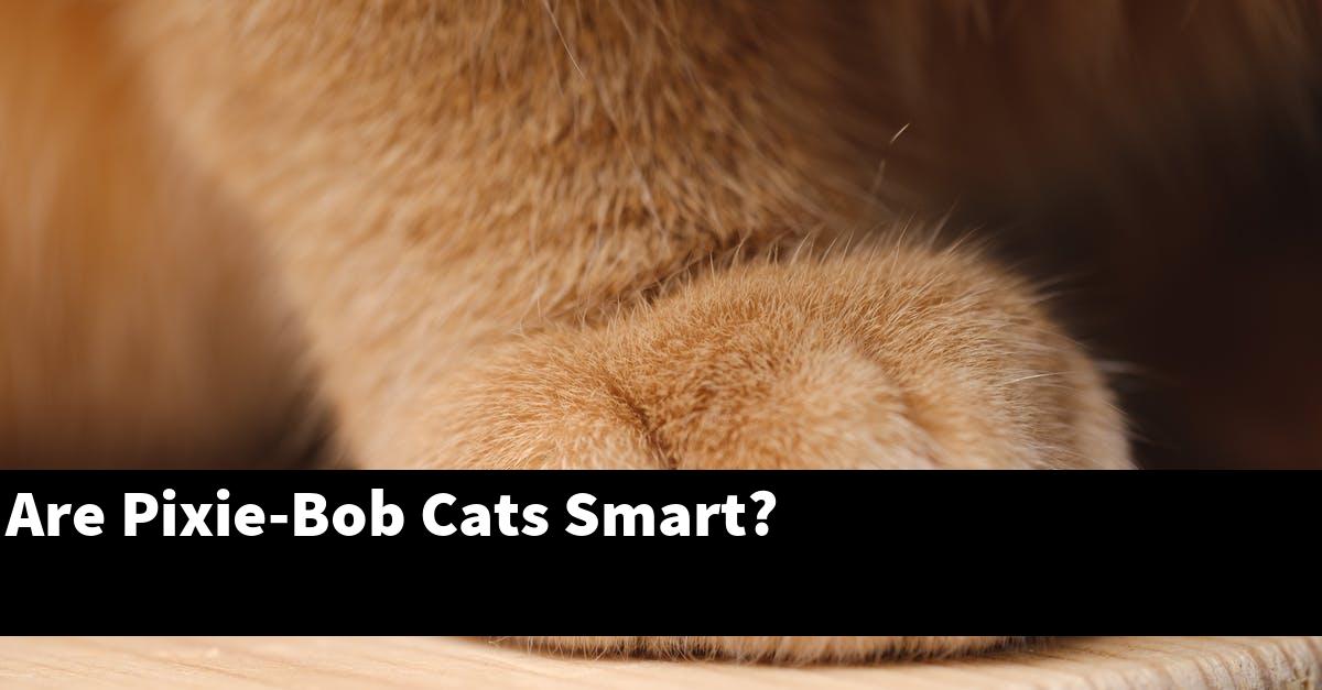Are Pixie-Bob Cats Smart?