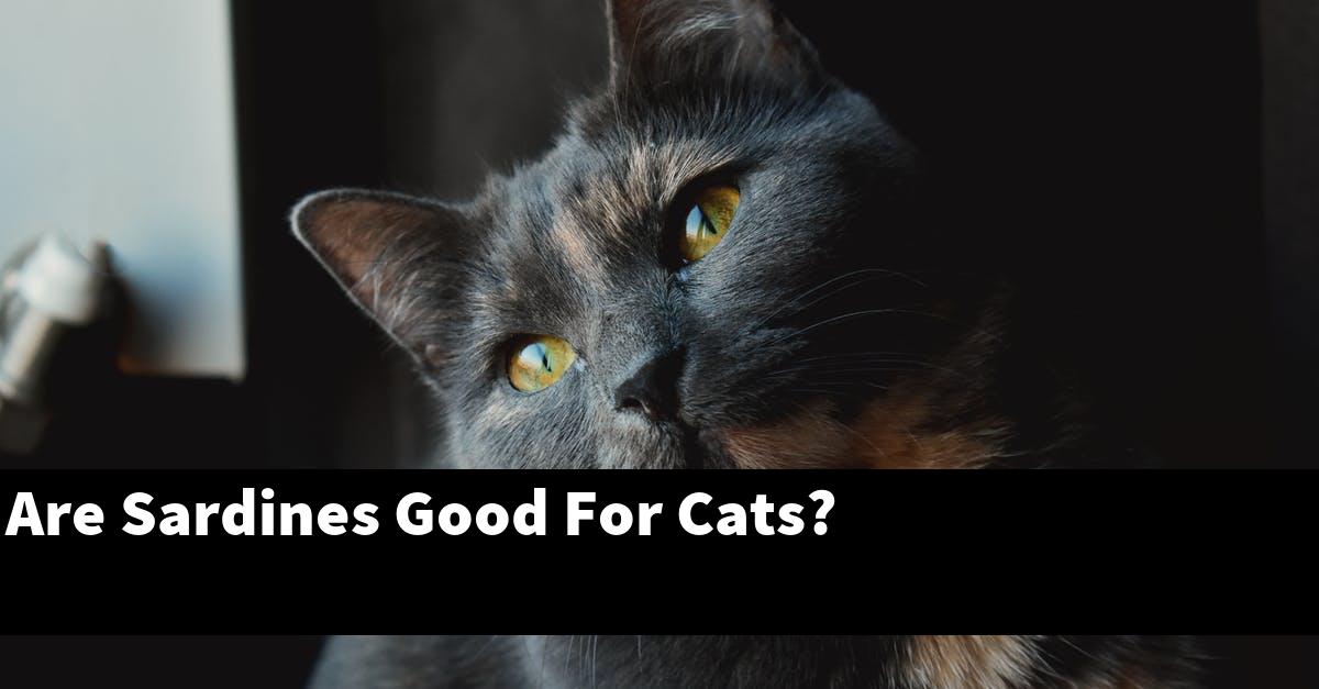Are Sardines Good For Cats?