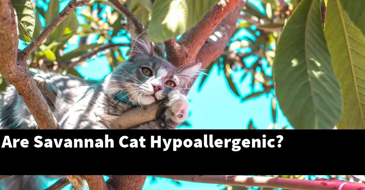 Are Savannah Cat Hypoallergenic?