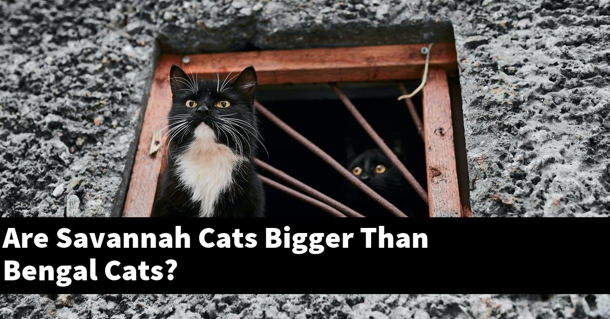 Are Savannah Cats Bigger Than Bengal Cats?