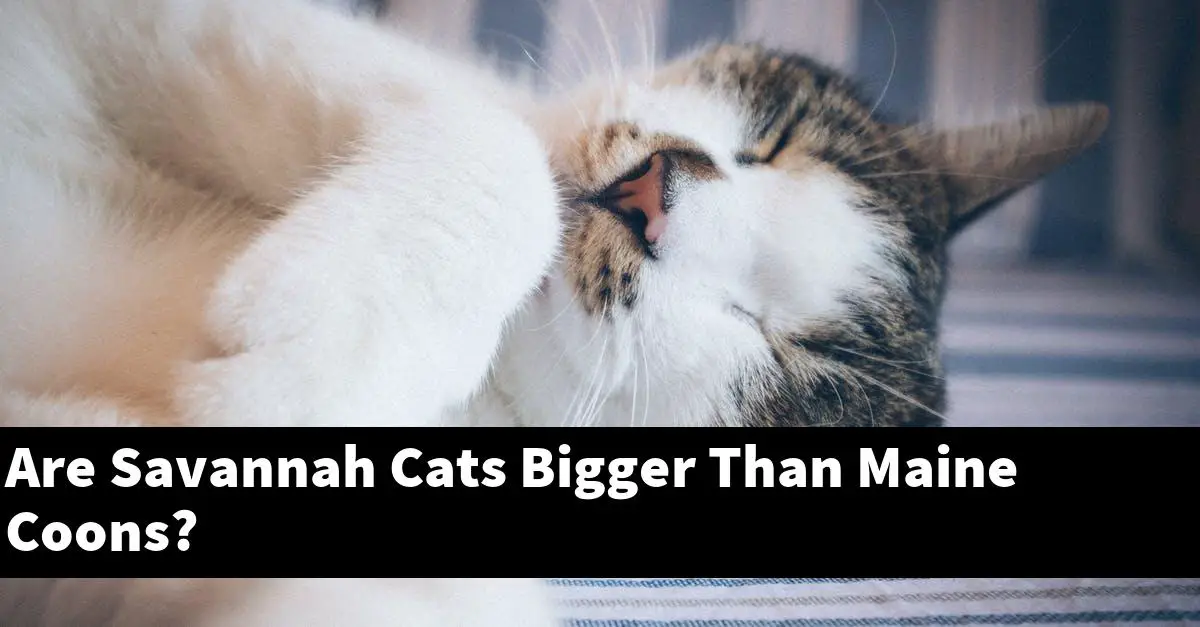 Are Savannah Cats Bigger Than Maine Coons?
