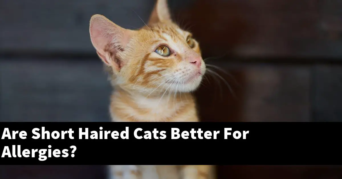 Are Short Haired Cats Better For Allergies?