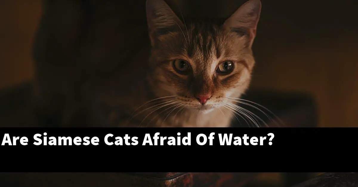Are Siamese Cats Afraid Of Water?