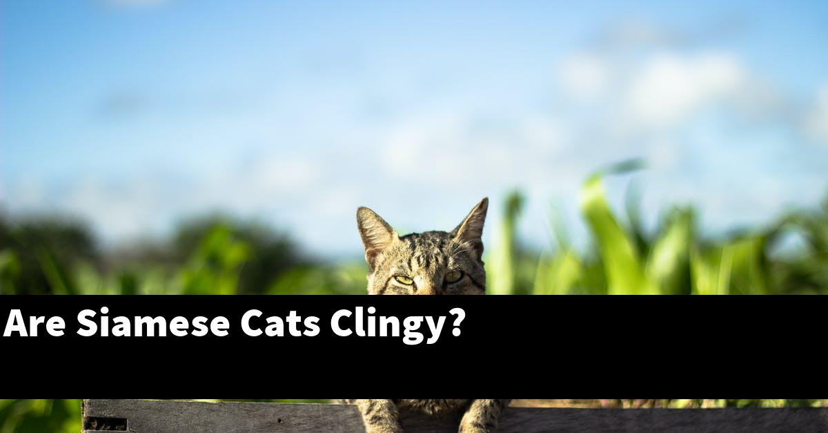 Are Siamese Cats Clingy?