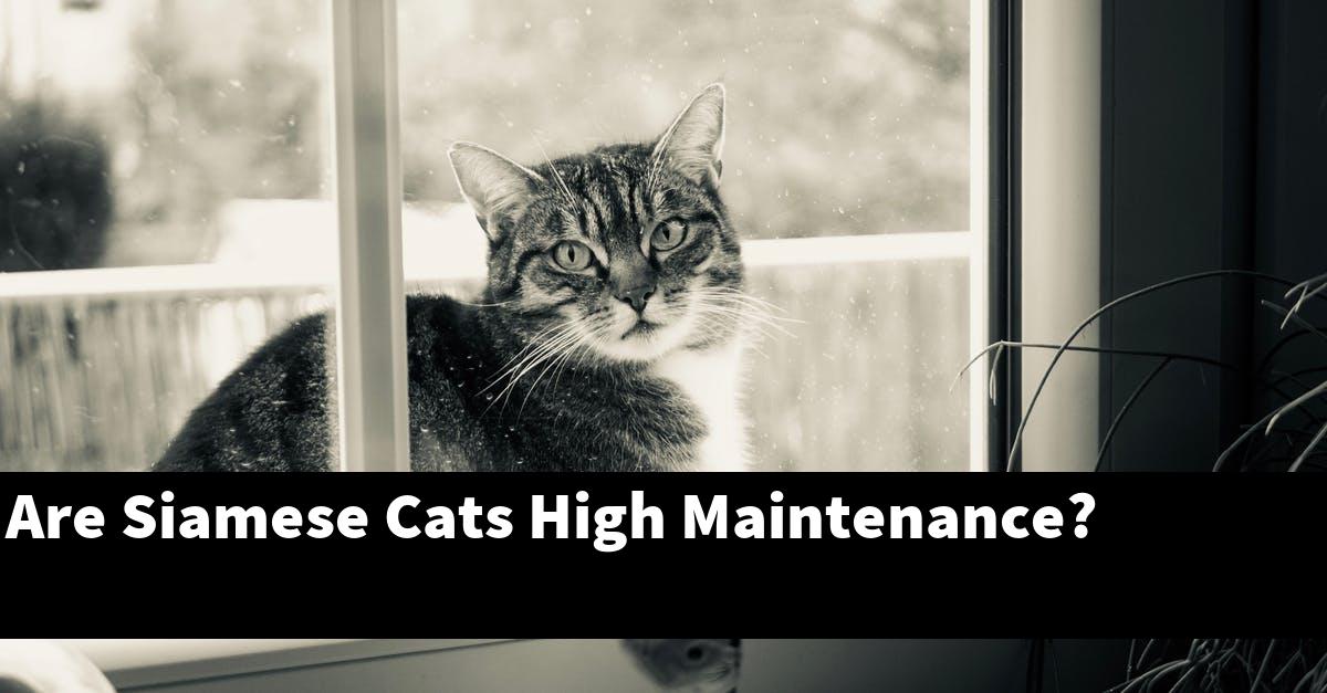 Are Siamese Cats High Maintenance?