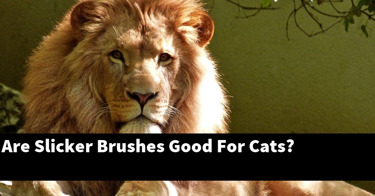 Are Slicker Brushes Good For Cats?