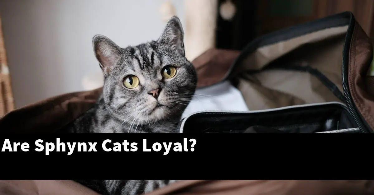 Are Sphynx Cats Loyal?