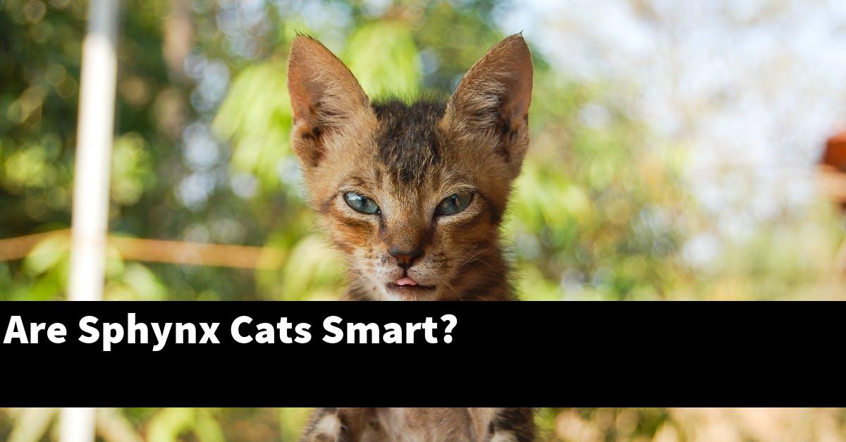 Are Sphynx Cats Smart?