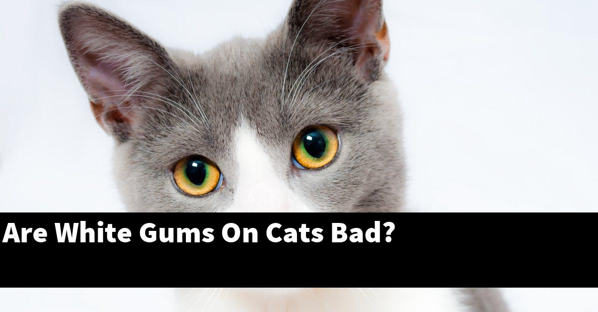 Are White Gums On Cats Bad?