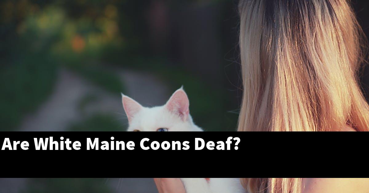 Are White Maine Coons Deaf?