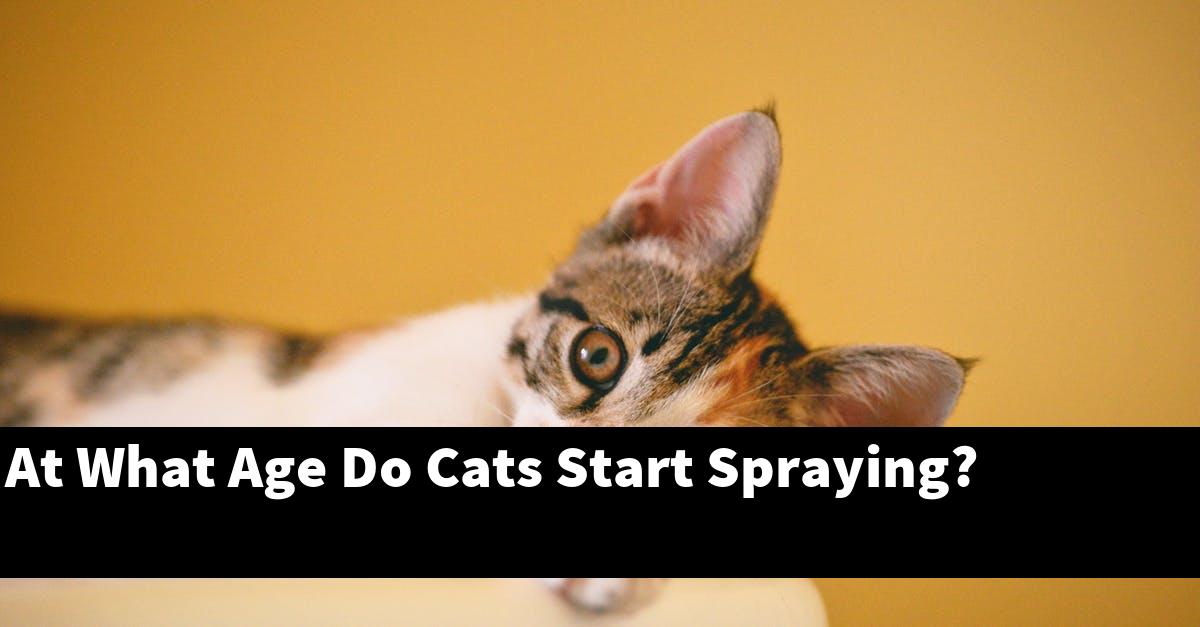 At What Age Do Cats Start Spraying?
