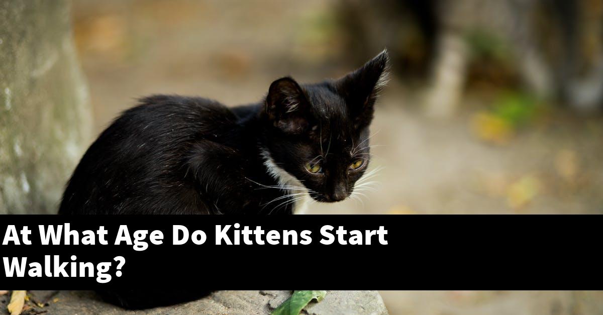At What Age Do Kittens Start Walking?