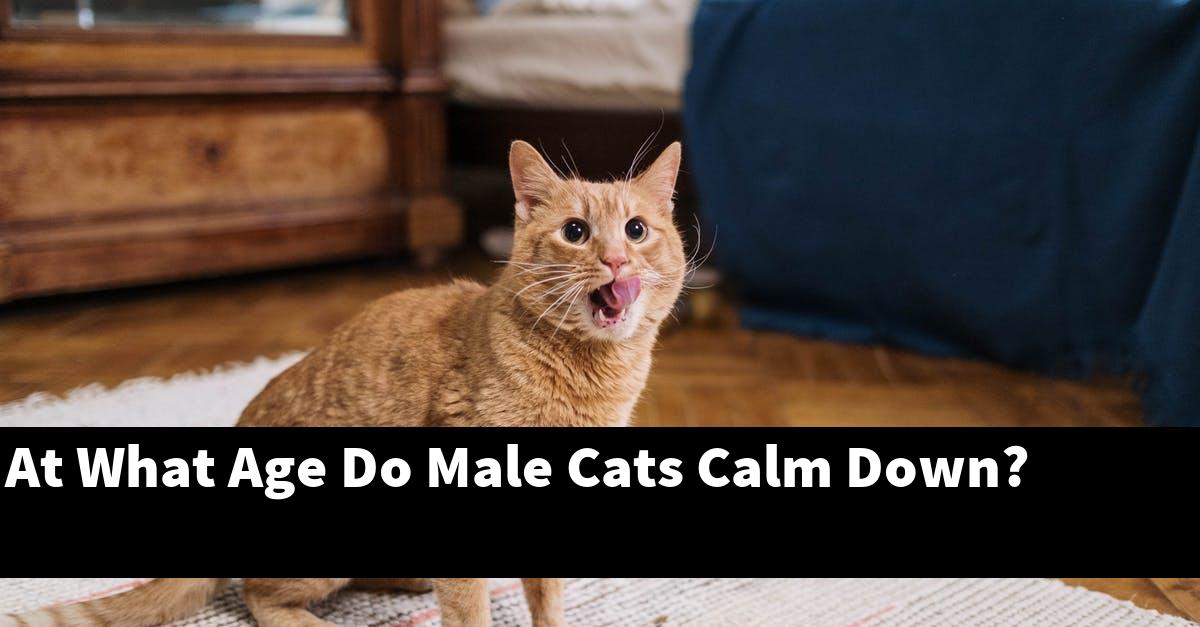 At What Age Do Male Cats Calm Down?
