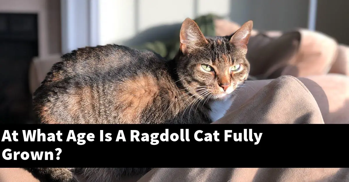At What Age Is A Ragdoll Cat Fully Grown?