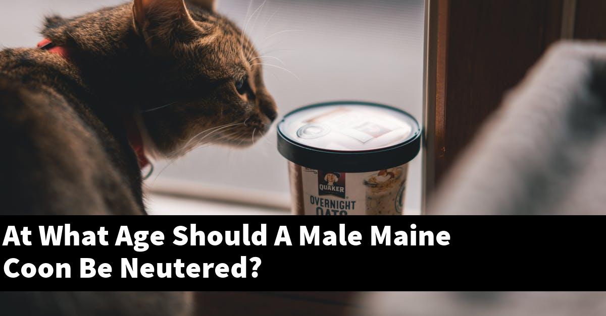 At What Age Should A Male Maine Coon Be Neutered? [Explained]