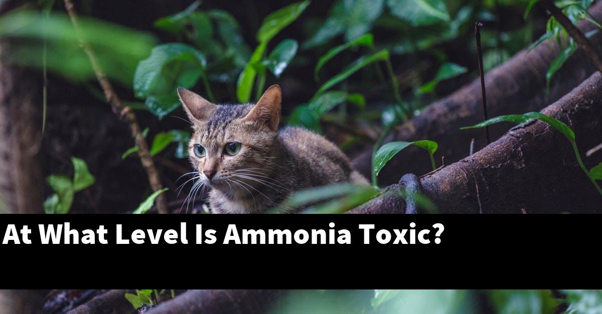 At What Level Is Ammonia Toxic?