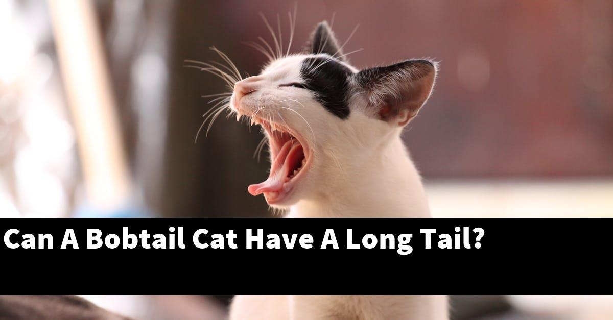 Can A Bobtail Cat Have A Long Tail?