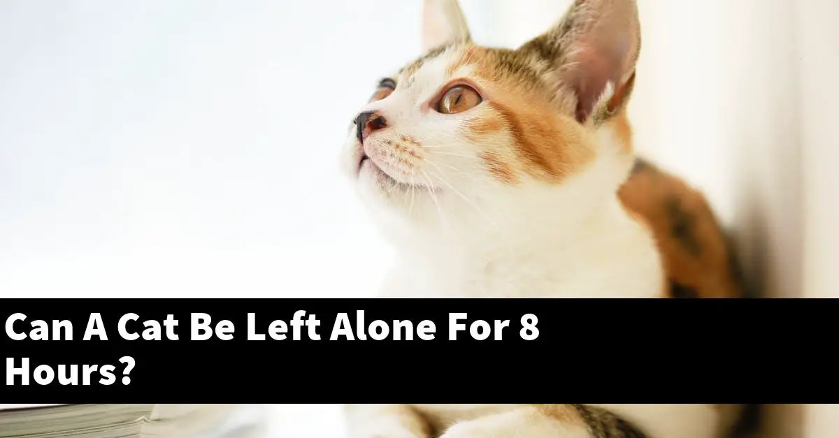 Can A Cat Be Left Alone For 8 Hours?