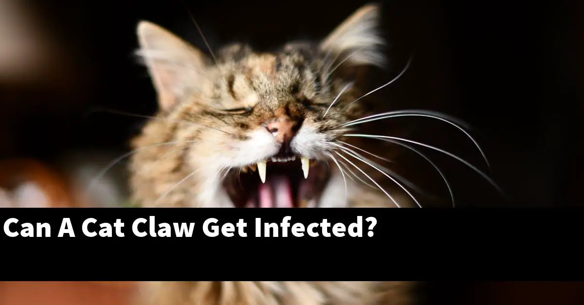 Can A Cat Claw Get Infected?