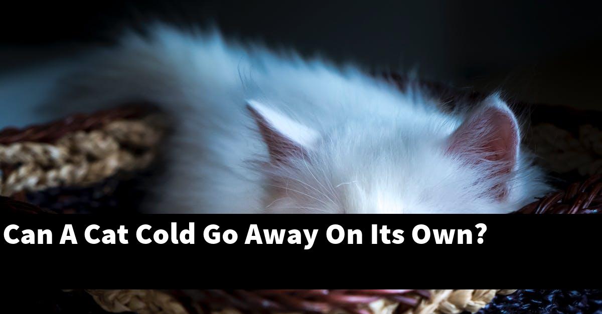 Can A Cat Cold Go Away On Its Own?