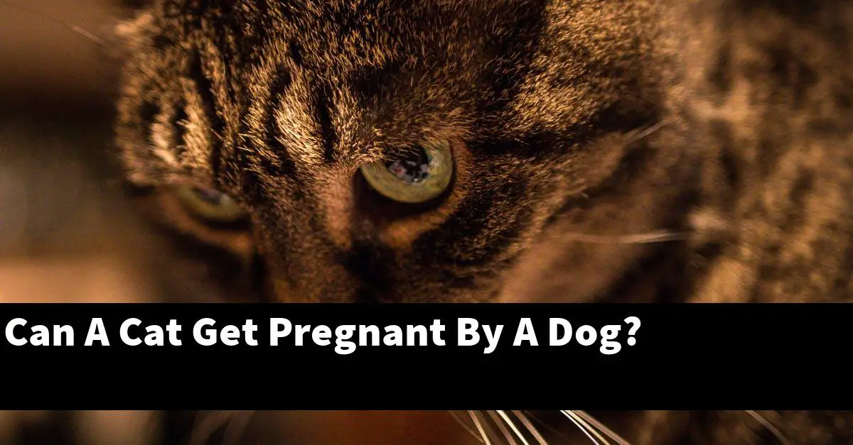 Can A Cat Get Pregnant By A Dog?