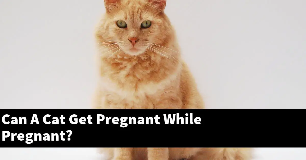 Can A Cat Get Pregnant While Pregnant?