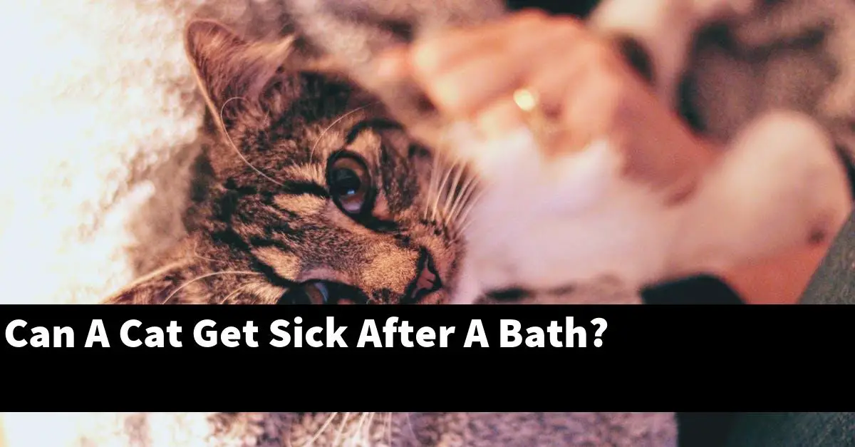 Can A Cat Get Sick After A Bath?