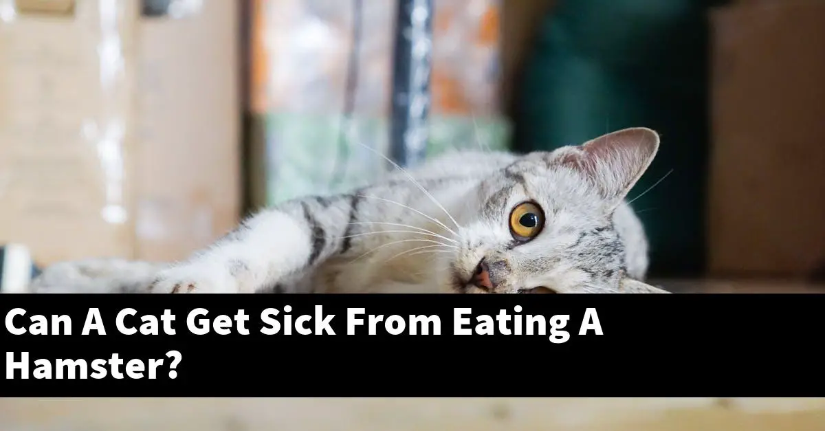 Can A Cat Get Sick From Eating A Hamster?