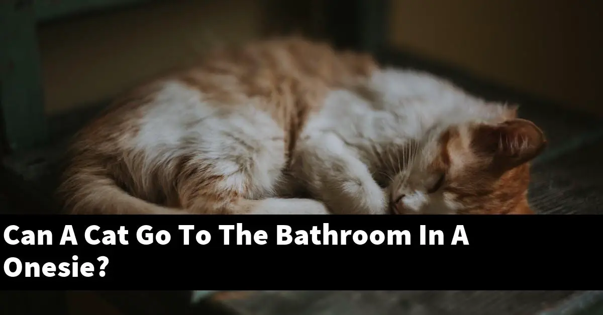 Can A Cat Go To The Bathroom In A Onesie?